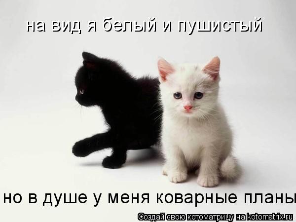 Котоматрица: на вид я белый и пушистый но в душе у меня коварные планы
