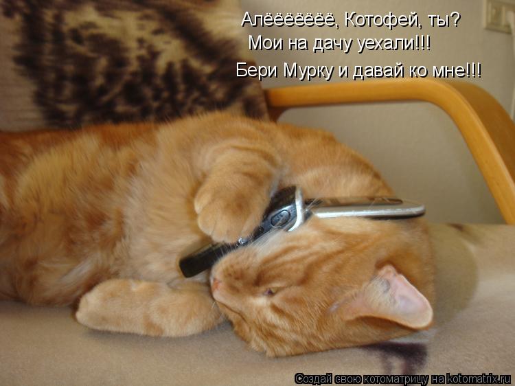 Котоматрица: Алёёёёёёё, Котофей, ты? Мои на дачу уехали!!! Бери Мурку и давай ко мне!!!