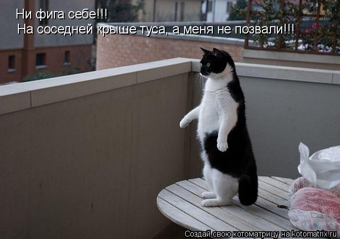 Котоматрица: Ни фига себе!!! На соседней крыше туса, а меня не позвали!!!