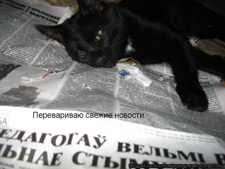 Котоматрица: Перевариваю свежие новости.