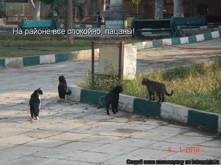 Котоматрица: На районе все спокойно, пацаны!