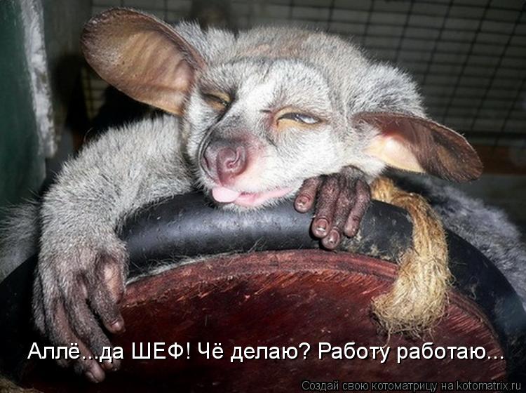 Котоматрица: Аллё...да ШЕФ! Чё делаю? Работу работаю...