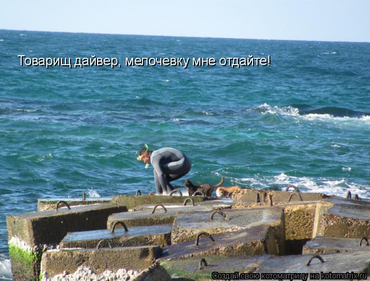 Котоматрица: Товарищ дайвер, мелочевку мне отдайте!