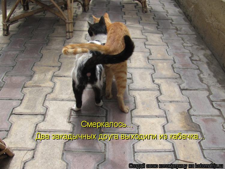 Смеркалось... Два закадычных друга выходили из кабачка...... Котоматрица: Смеркалось... Два закадычных друга выходили из кабачка...