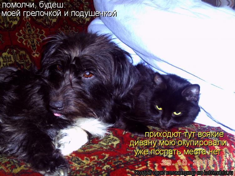 Котоматрица: приходют тут всякие дивану мою окупировали уже поспать места нет помолчи, будеш: моей грелочкой и подушечкой