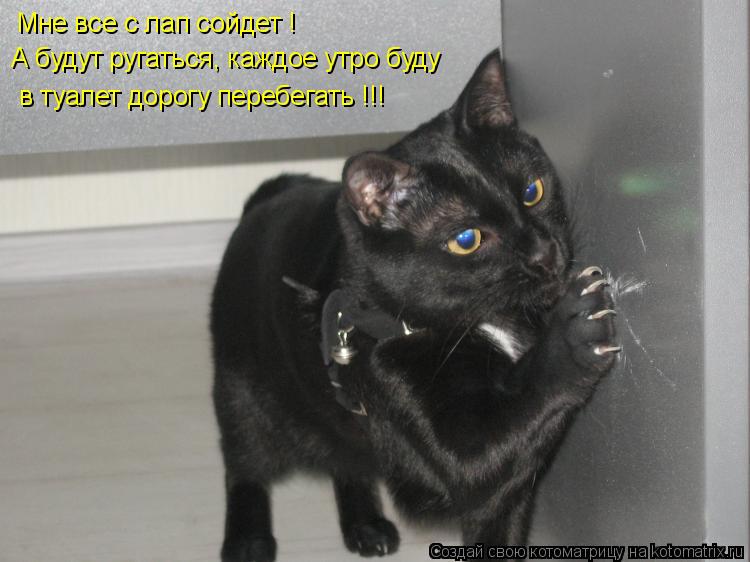 Котоматрица: Мне все с лап сойдет ! А будут ругаться, каждое утро буду в туалет дорогу перебегать !!!