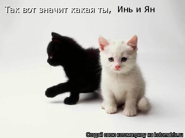 Котоматрица: Так вот значит какая ты ,  Инь и Ян