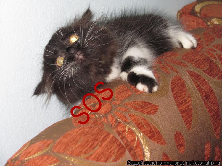 Котоматрица: SOS SOS