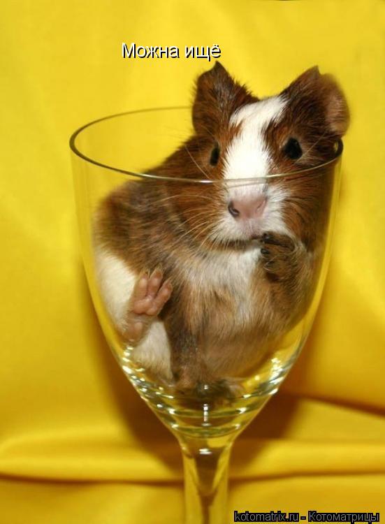 Котоматрица: Можна ищё