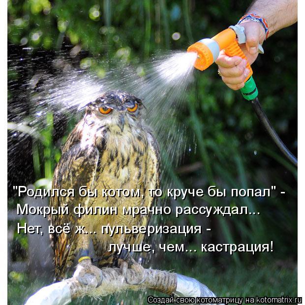 "Родился бы котом, то круче бы попал" - Мокрый филин мрачно рассуждал... Нет, всё ж... пульверизация ... Котоматрица: "Родился бы котом, то круче бы попал" - Мокрый филин мрачно рассуждал... Нет, всё ж... пульверизация - лучше, чем... кастрация!