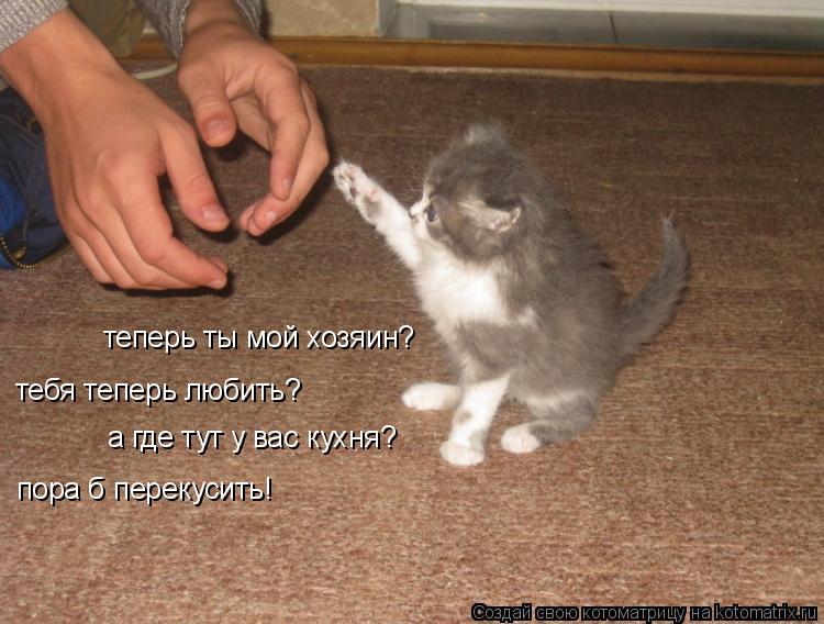 теперь ты мой хозяин? тебя теперь любить? а где тут у вас кухня? пора б перекусить!... Котоматрица: теперь ты мой хозяин? тебя теперь любить? а где тут у вас кухня? пора б перекусить!
