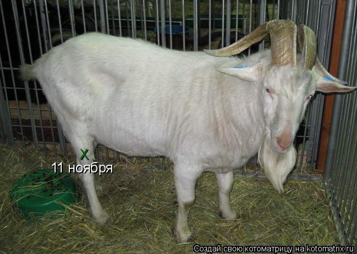 Котоматрица: 11 ноября Х