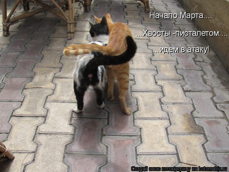 Котоматрица: Начало Марта.... ...Хвосты -писталетом.... ...идем в атаку!