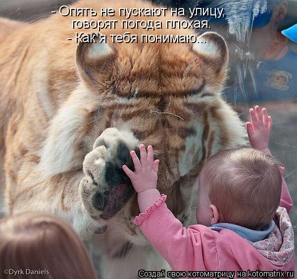 Котоматрица: говорят погода плохая. - Опять не пускают на улицу, - Как я тебя понимаю...