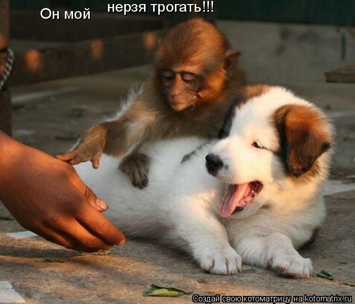 Он мой нерзя трогать!!!... Котоматрица: Он мой нерзя трогать!!!