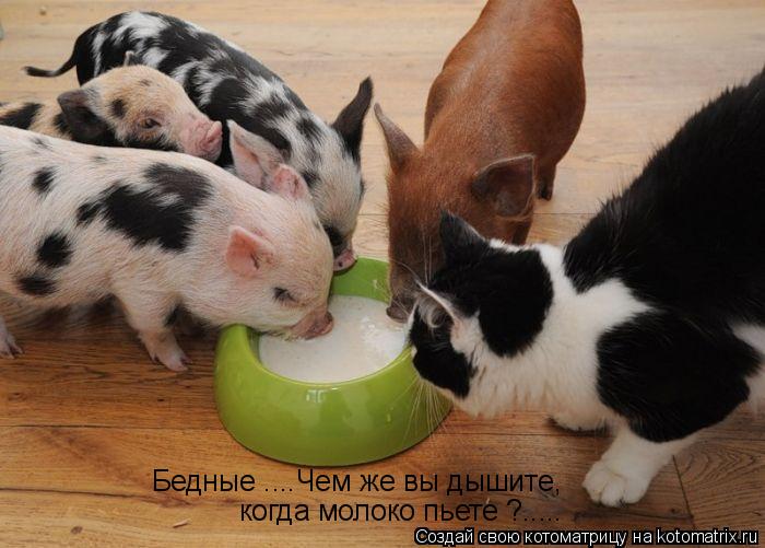 Бедные ....Чем же вы дышите, когда молоко пьете ?........ Котоматрица: Бедные ....Чем же вы дышите, когда молоко пьете ?.....