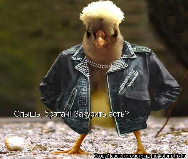 Слышь, братан! Закурить есть?... Котоматрица: Слышь, братан! Закурить есть?