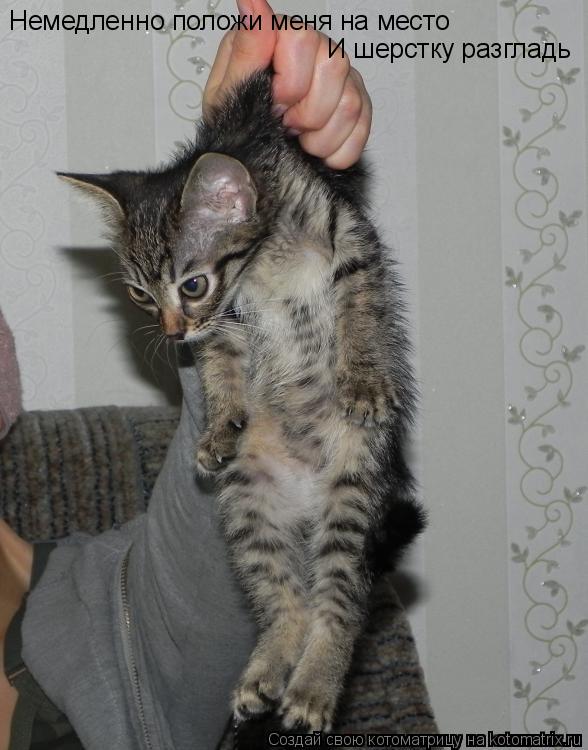 Немедленно положи меня на место И шерстку разгладь... Котоматрица: Немедленно положи меня на место И шерстку разгладь