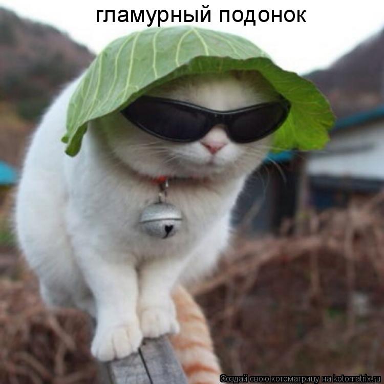гламурный подонок... Котоматрица: гламурный подонок