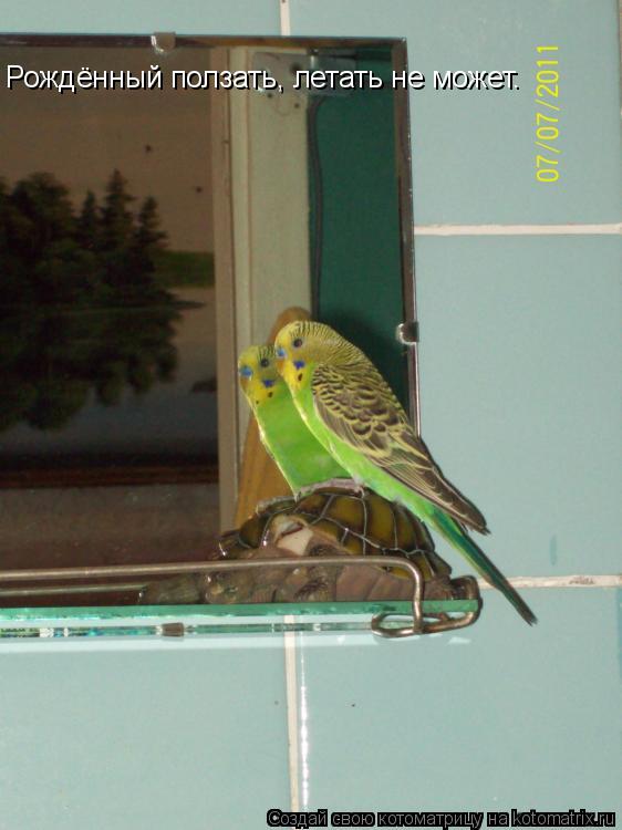 Рождённый ползать, летать не может.... Котоматрица: Рождённый ползать, летать не может.