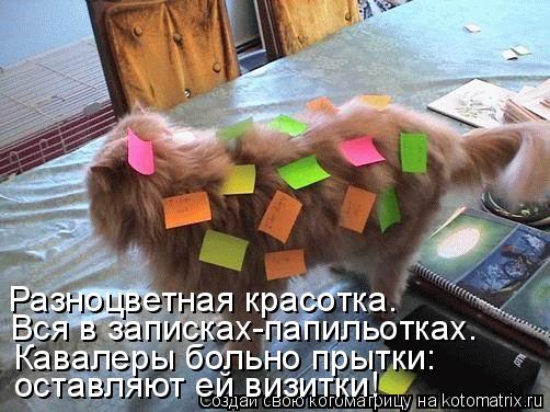 Котоматрица: Разноцветная красотка. Вся в записках-папильотках. Кавалеры больно прытки: оставляют ей визитки!