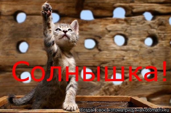 Котоматрица: Солнышка!!!
