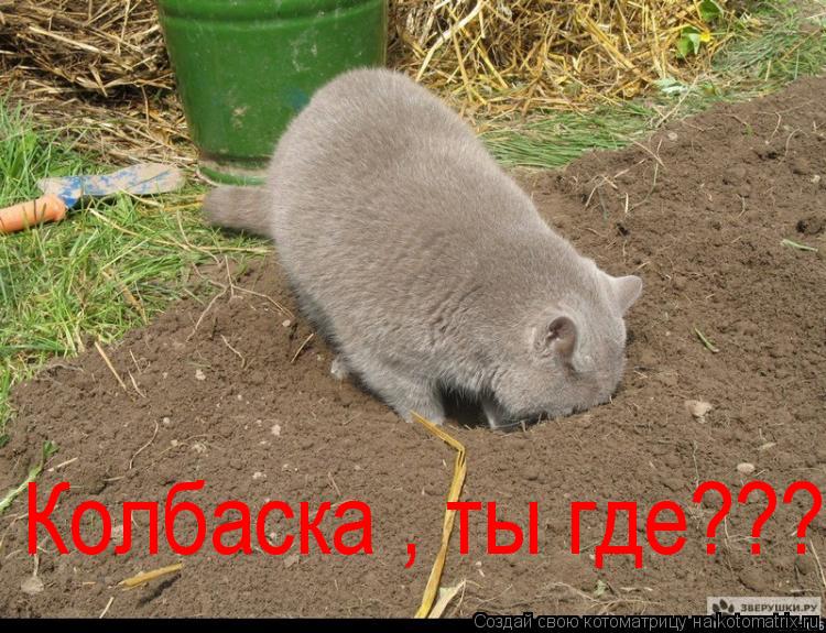 Котоматрица: Колбаска , ты где???