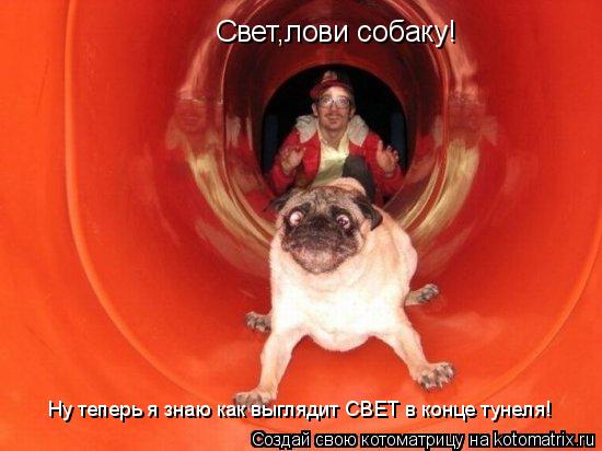 Свет,лови собаку! Ну теперь я знаю как выглядит СВЕТ в конце тунеля!... Котоматрица: Свет,лови собаку! Ну теперь я знаю как выглядит СВЕТ в конце тунеля!