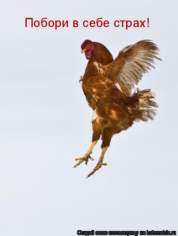 Побори в себе страх!... Котоматрица: Побори в себе страх!