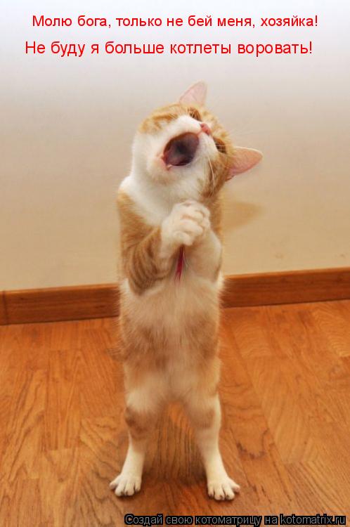 Молю бога, только не бей меня, хозяйка! Не буду я больше котлеты воровать!... Котоматрица: Молю бога, только не бей меня, хозяйка! Не буду я больше котлеты воровать!