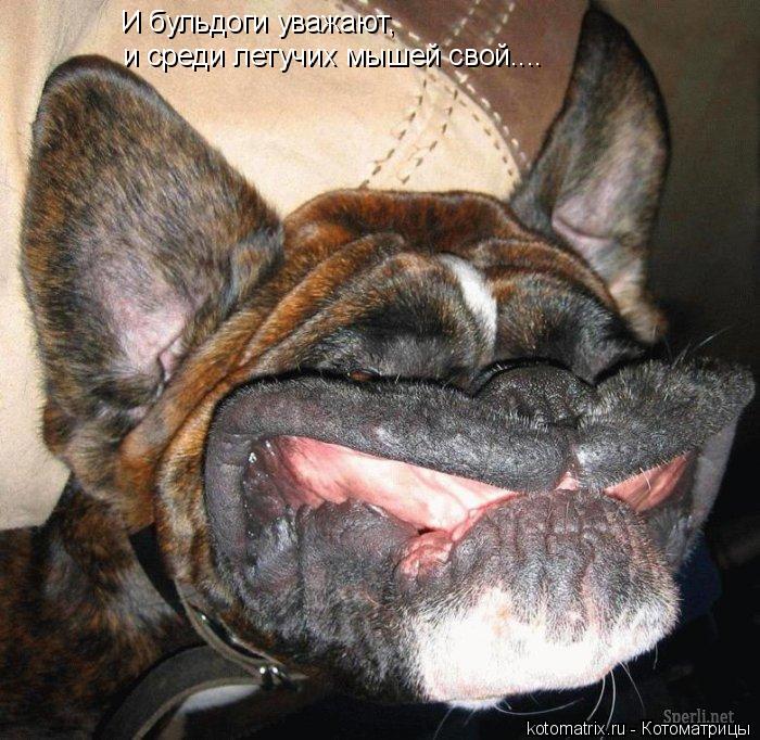 Котоматрица: И бульдоги уважают, и среди летучих мышей свой....