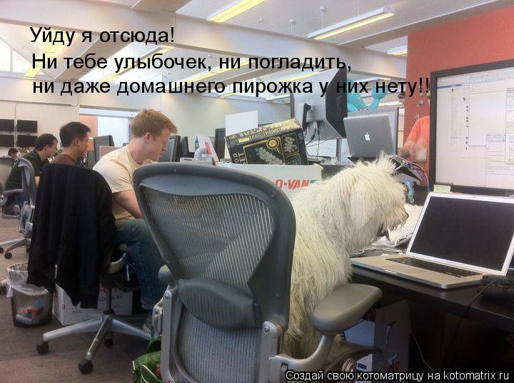 Котоматрица: Уйду я отсюда! Ни тебе улыбочек, ни погладить,  ни даже домашнего пирожка у них нету!!