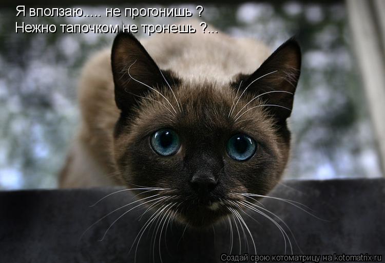 Котоматрица: Я вползаю..... не прогонишь ? Нежно тапочком не тронешь ?...