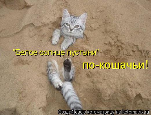 Котоматрица: "Белое солнце пустыни" по-кошачьи!