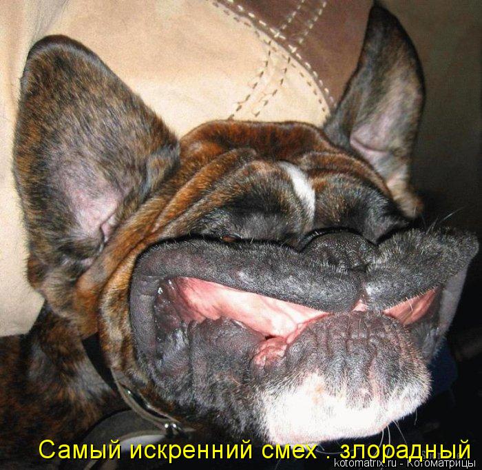 Котоматрица: Самый искренний смех – злорадный