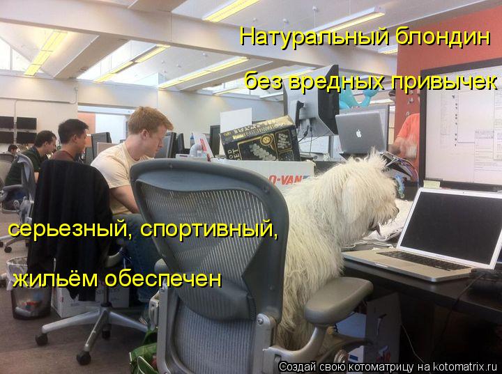 Котоматрица: Натуральный блондин без вредных привычек серьезный, спортивный, жильём обеспечен