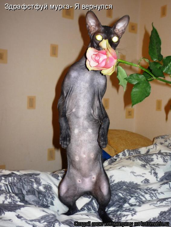 Котоматрица: Здрафстфуй мурка- Я вернулся