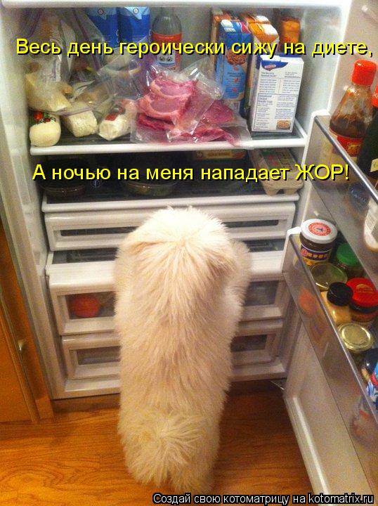 Котоматрица: Весь день героически сижу на диете, А ночью на меня нападает ЖОР!