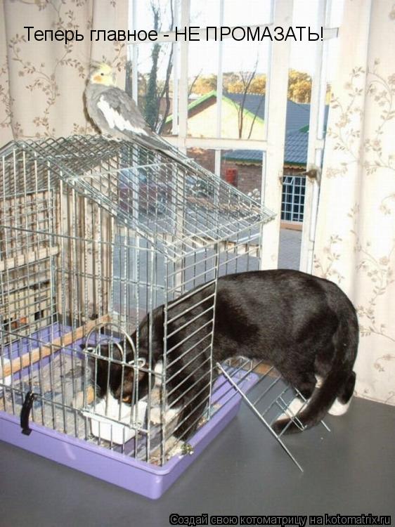 Котоматрица: Теперь главное - НЕ ПРОМАЗАТЬ!
