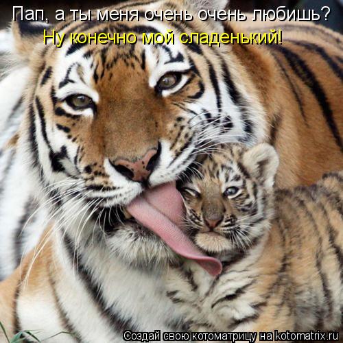 Котоматрица: Пап, а ты меня очень очень любишь? Ну конечно мой сладенький!
