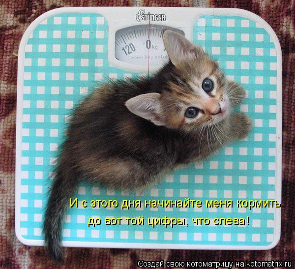 Котоматрица: И с этого дня начинайте меня кормить до вот той цифры, что слева!