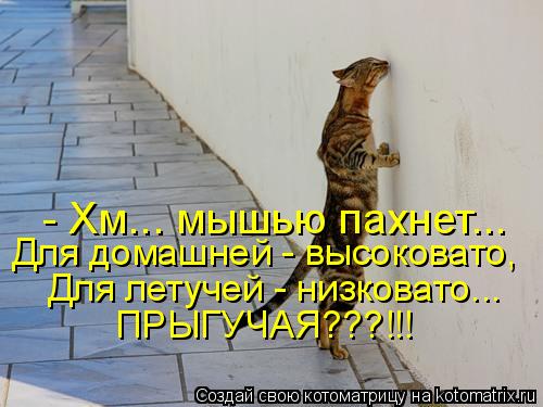 - Хм... мышью пахнет... Для домашней - высоковато, Для летучей - низковато... ПРЫГУЧАЯ???!!!... Котоматрица: - Хм... мышью пахнет... Для домашней - высоковато, Для летучей - низковато... ПРЫГУЧАЯ???!!!