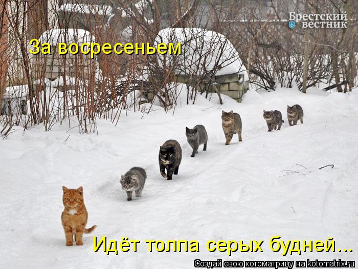 Котоматрица: За восресеньем Идёт толпа серых будней...
