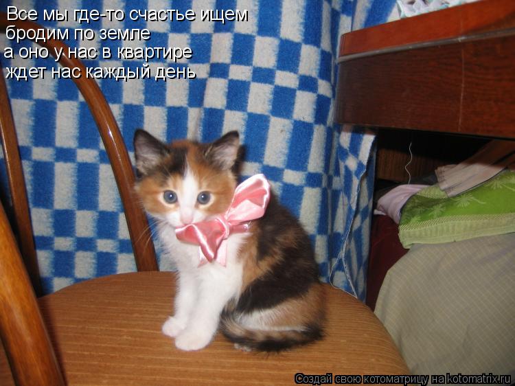 Котоматрица: Все мы где-то счастье ищем бродим по земле а оно у нас в квартире ждет нас каждый день