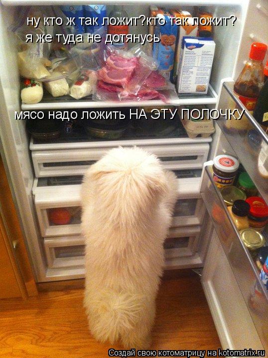 Котоматрица: ну кто ж так ложит?кто так ложит? я же туда не дотянусь мясо надо ложить НА ЭТУ ПОЛОЧКУ