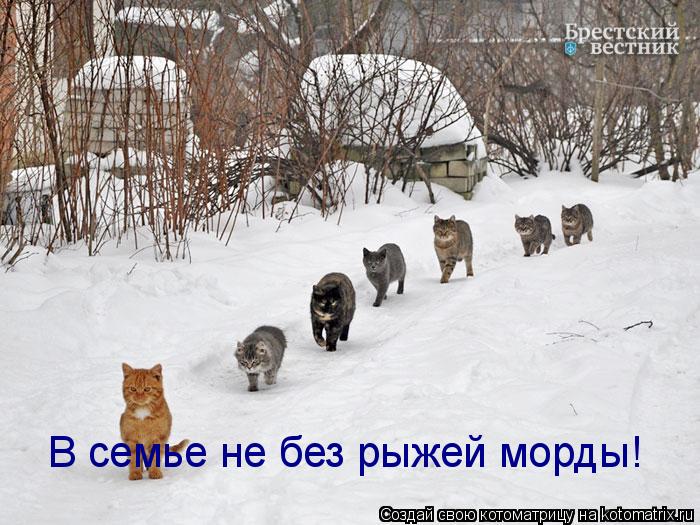 Котоматрица: В семье не без рыжей морды!