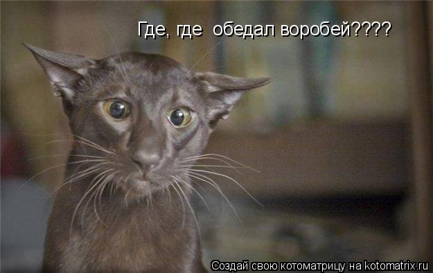 Котоматрица: Где, где  обедал воробей????