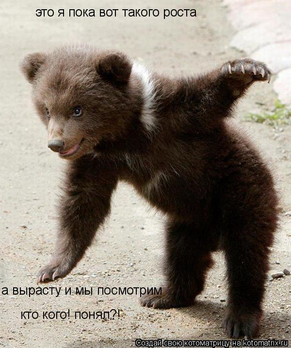 Котоматрица: это я пока вот такого роста а вырасту и мы посмотрим  кто кого! понял?!