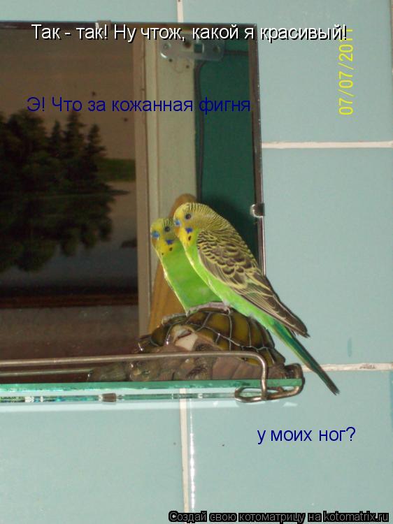 Котоматрица: Так - так! Ну чтож, какой я красивый! Э! Что за кожанная фигня у моих ног?