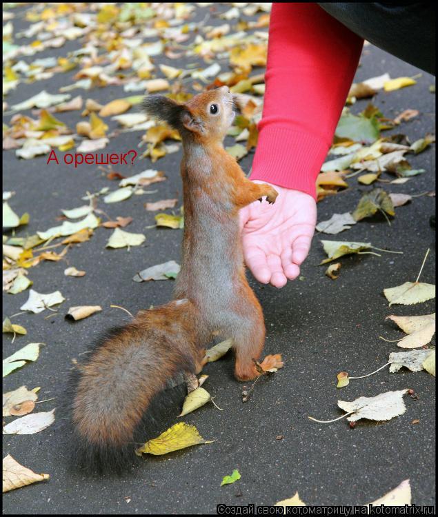 Котоматрица: А орешек?